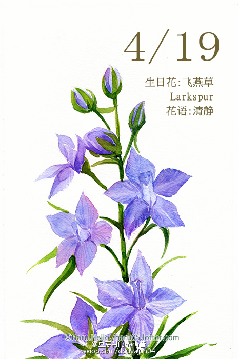 4月19日の生日花 飞燕草 花语 清静花 堆糖 美图壁纸兴趣社区