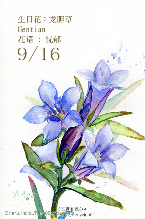 9月16日の生日花 龙胆草 花语 忧郁 花 堆糖 美图壁纸兴趣社区