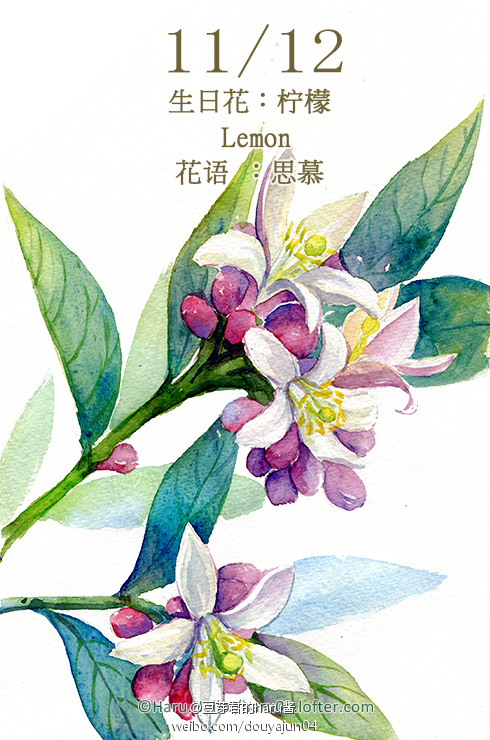 11月12日の生日花 柠檬 花语 思慕您是个 堆糖 美图壁纸兴趣社区