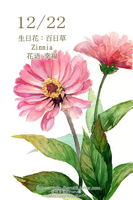 12月22日の生日花 百日草 花语 幸福花占 堆糖 美图壁纸兴趣社区