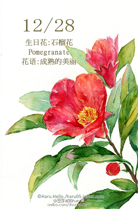 12月28日の生日花 石榴花 花语 成熟的美 堆糖 美图壁纸兴趣社区