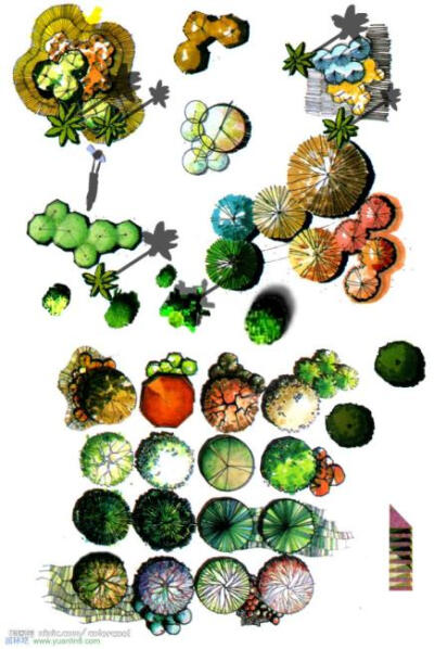 手绘植物平面图