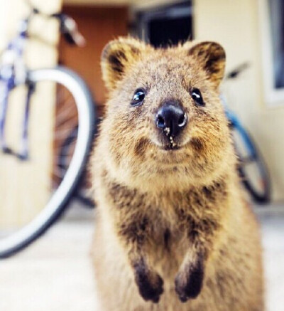 ,ω)介小家伙是短尾矮袋鼠(quokka,被称为世界上最快乐的动物