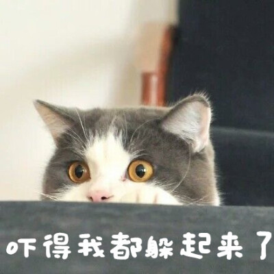 有一点秀逗的猫咪头像图片带字素材,头像不是重点,重点是图片上的文字
