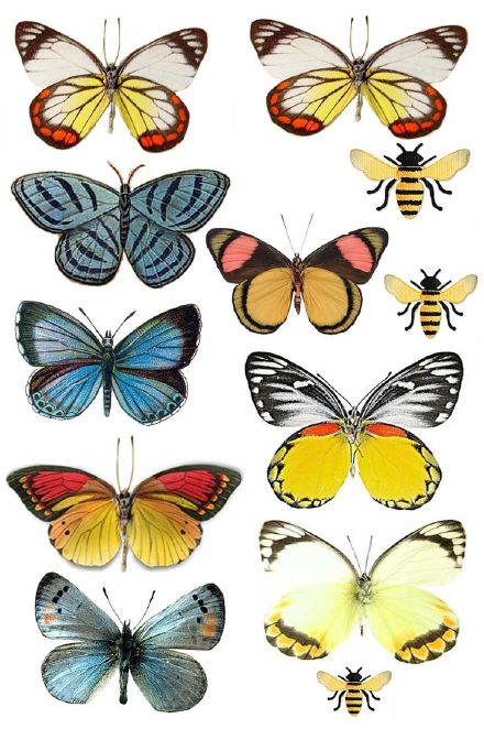 绘画学习 非常漂亮的蝴蝶图谱,喜欢收走!