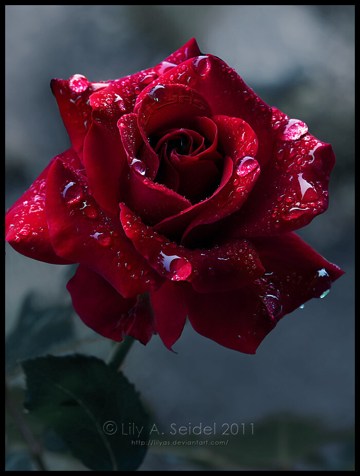 一位外国摄影师利用自己的拍摄技巧和一些技术,制作出来的玫瑰花简直