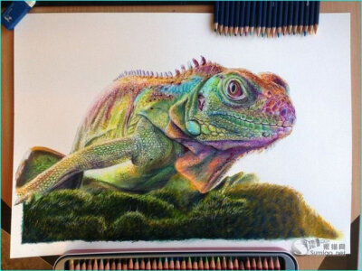 逼真写实动物绘画彩铅作品欣赏(32张)