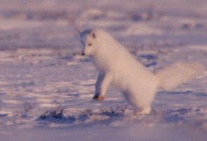 北极狐,雪地中的精灵,就是捕食方式有点奇特,替它们头疼…也是萌