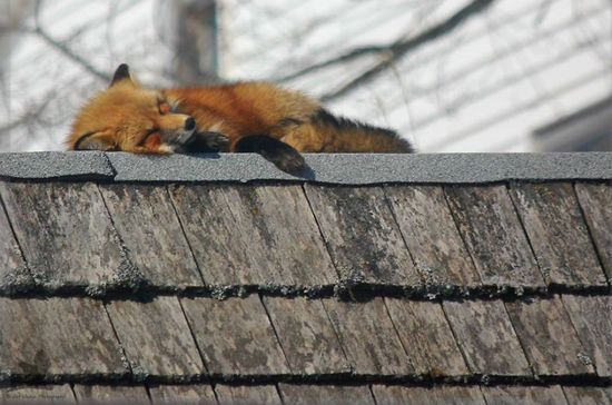 当3只狐狸在我家后院过冬,全世界都被治