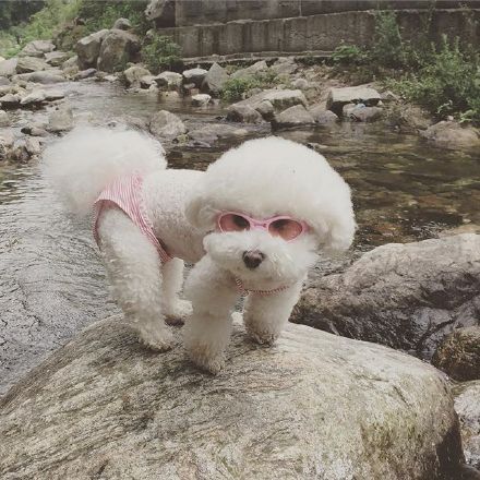 适合女生养的棉花糖小比熊