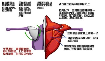 sai资源库 动漫人物的肩胛带是怎么运动的,非常实用的绘画资源,值得