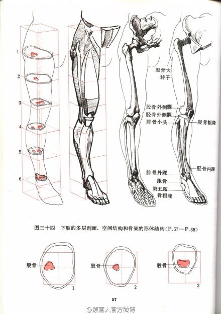 书的下载链接@微盘:o【重要】艺用人体结构运动学.pdf