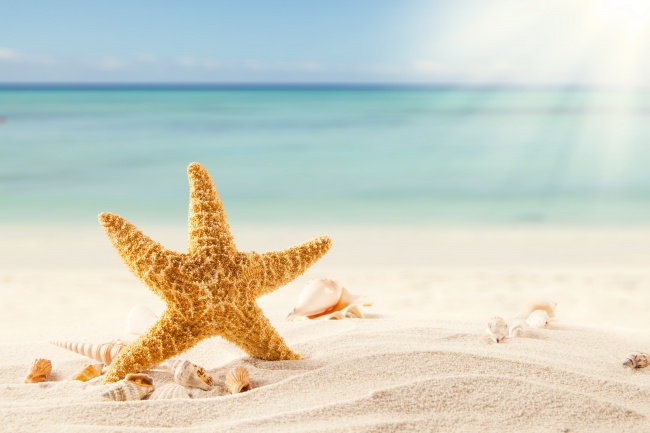 海边阳光沙滩海星