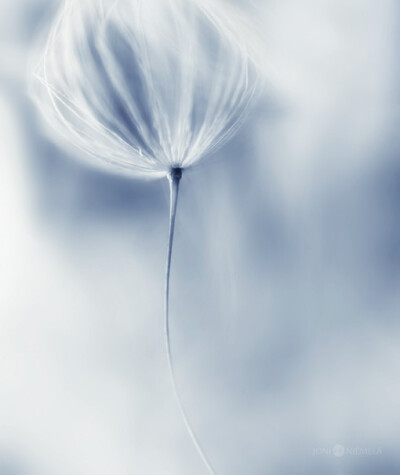 分享来自芬兰摄影师joni niemel的一套小清新风格的微距花朵花卉摄影
