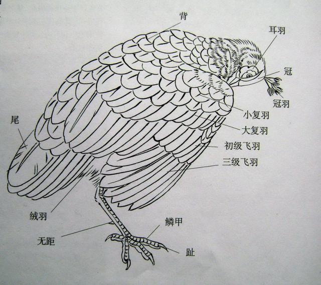 结构说明 孔雀的头部较小,头上有一些竖立的羽毛,嘴较尖硬;雄鸟的羽毛