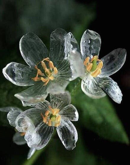 由于花瓣淋雨会成透明状,它也因此有了水晶花等美誉,而被淋湿的花瓣