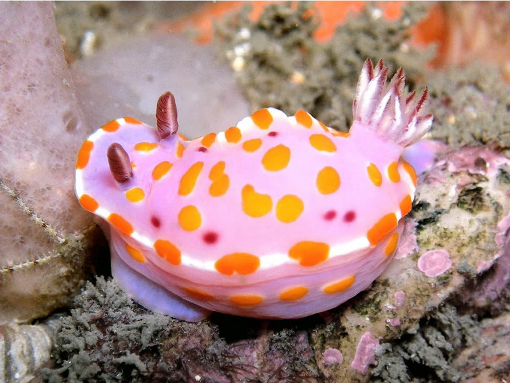 Arminid Nudibranch | 海兔永远是水下摄影永恒的题材，这次拍到的是Arminid Nudibranch… | Flickr