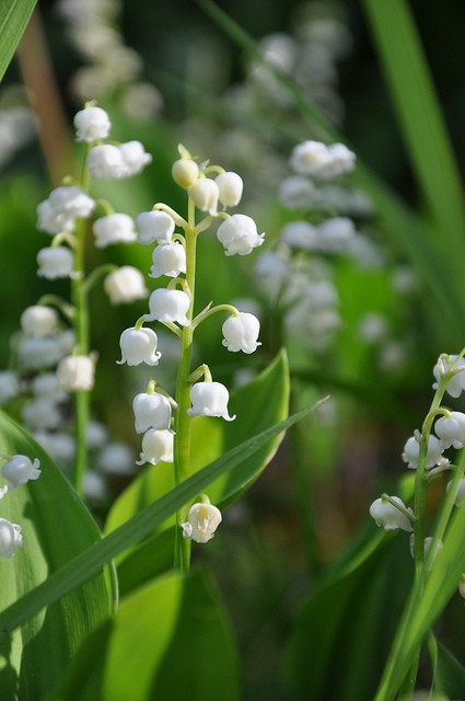 lily of the valley,铃兰. - 堆糖,美图壁纸兴趣社区