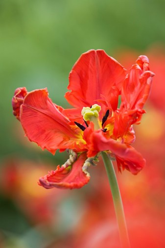 Tulipa Rococo 郁金香"洛可可&… - 高清图片,堆糖,美图壁纸兴趣社区 Tulipa Rococo 郁金香"洛可可&… - 高清图片,堆糖,美图壁纸兴趣社区