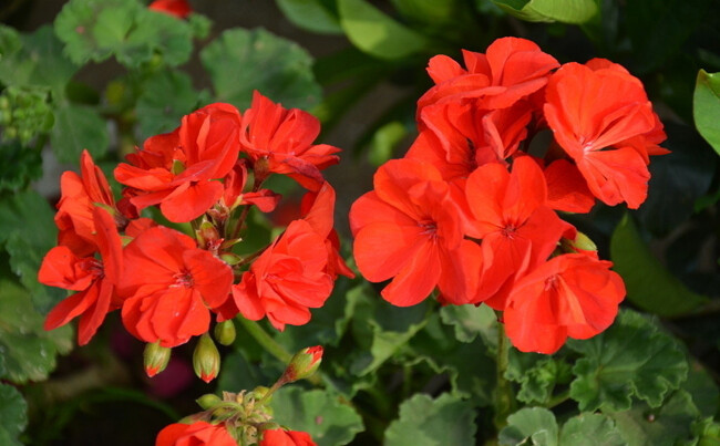 8月11日生日花geranium红色天竺葵 学名 P 堆糖 美图壁纸兴趣社区
