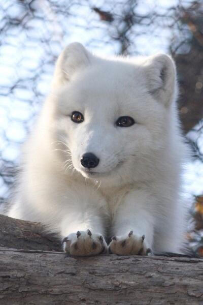 北极狐,笑眼生媚,真是萌到雪都融化惹