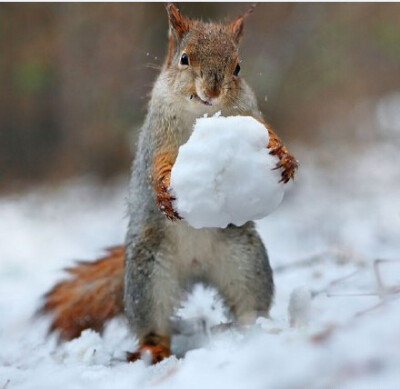 俄罗斯有个摄影师拍到两只小松鼠在雪地玩耍的样子,好萌啊!