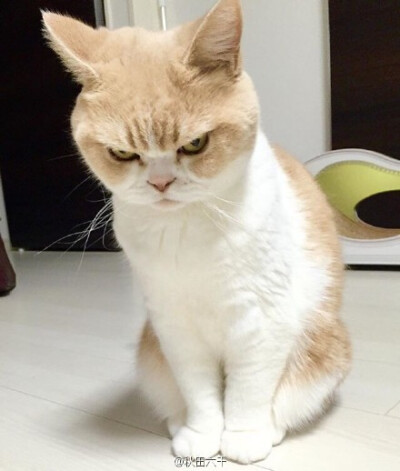 自带生气表情的猫咪小雪,今天的脸上也是一个大写的"滚"字呢!╰_╯