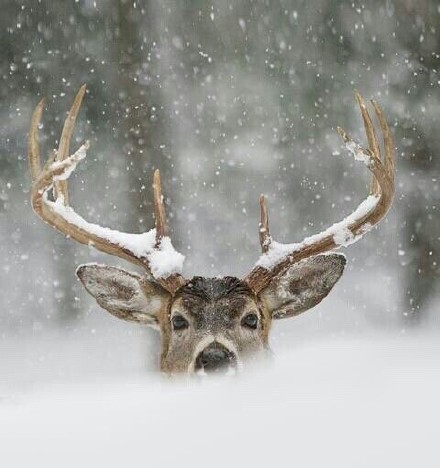 冬日森林麋鹿摄影作品欣赏