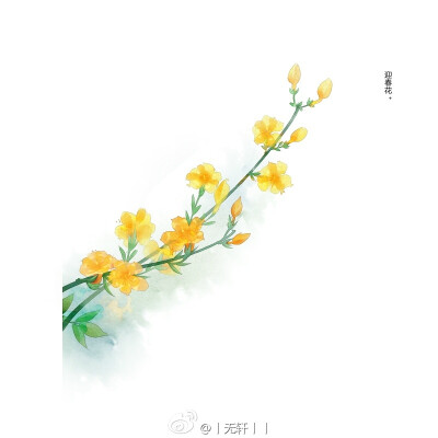 手绘迎春花