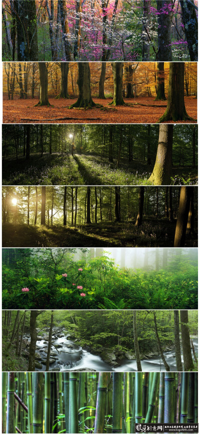 背景素材 大自然背景 原始森林背景 绿色森林图片 竹林背景 淘宝背景