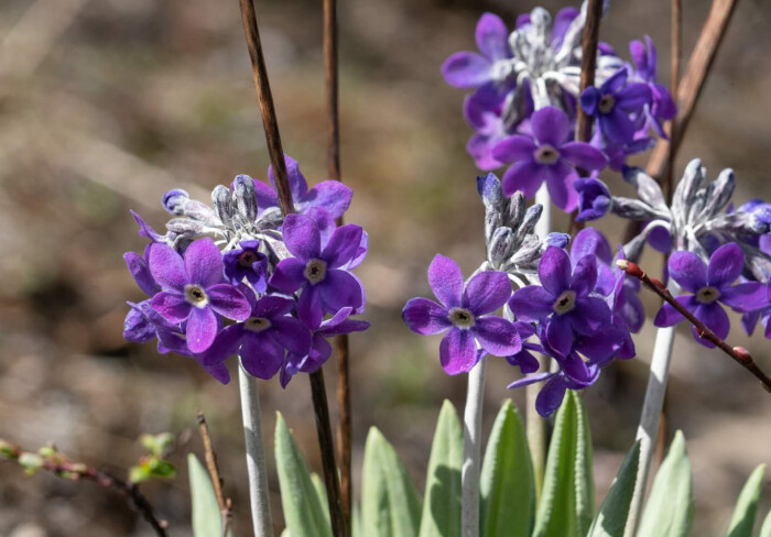 紫花雪山报春primula Sinopurpurea 堆糖 美图壁纸兴趣社区