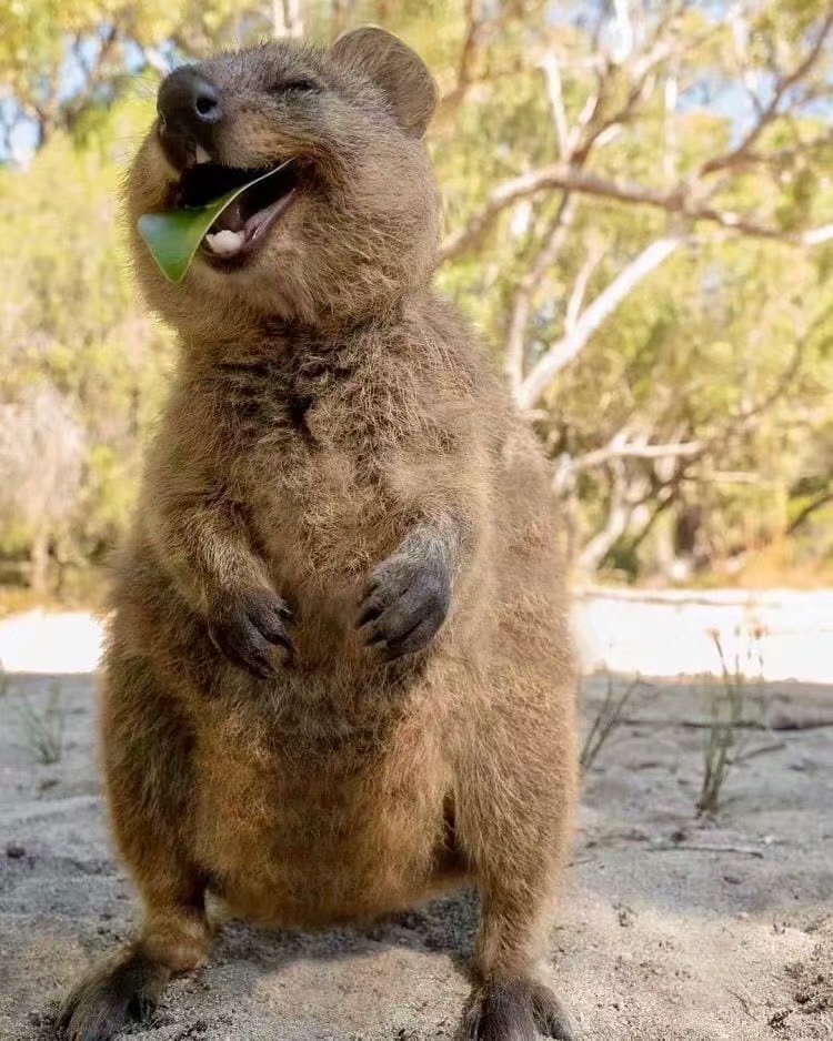 住在澳大利亚的短尾矮袋鼠天生一副治愈的笑容,据说是世界上最快乐的