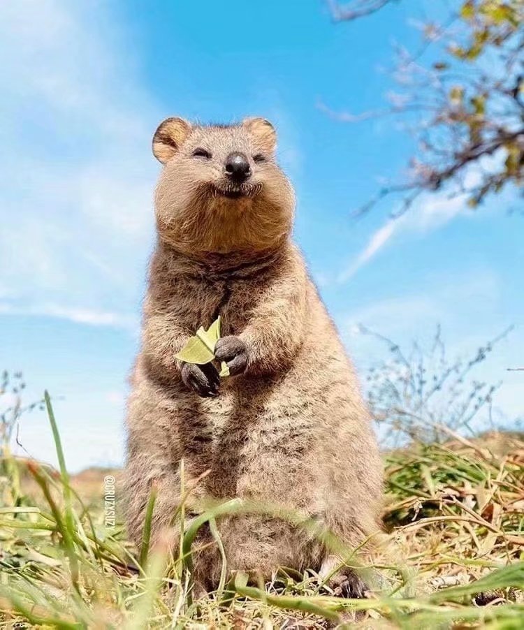 住在澳大利亚的短尾矮袋鼠天生一副治愈的笑容,据说是世界上最快乐的
