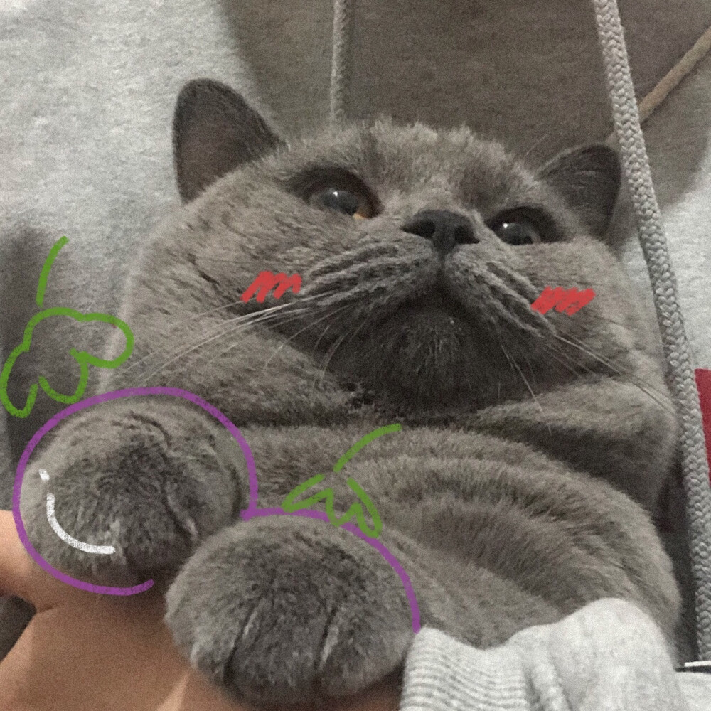 可爱猫咪情头最后两对图源vb一只小梅前两对唔知