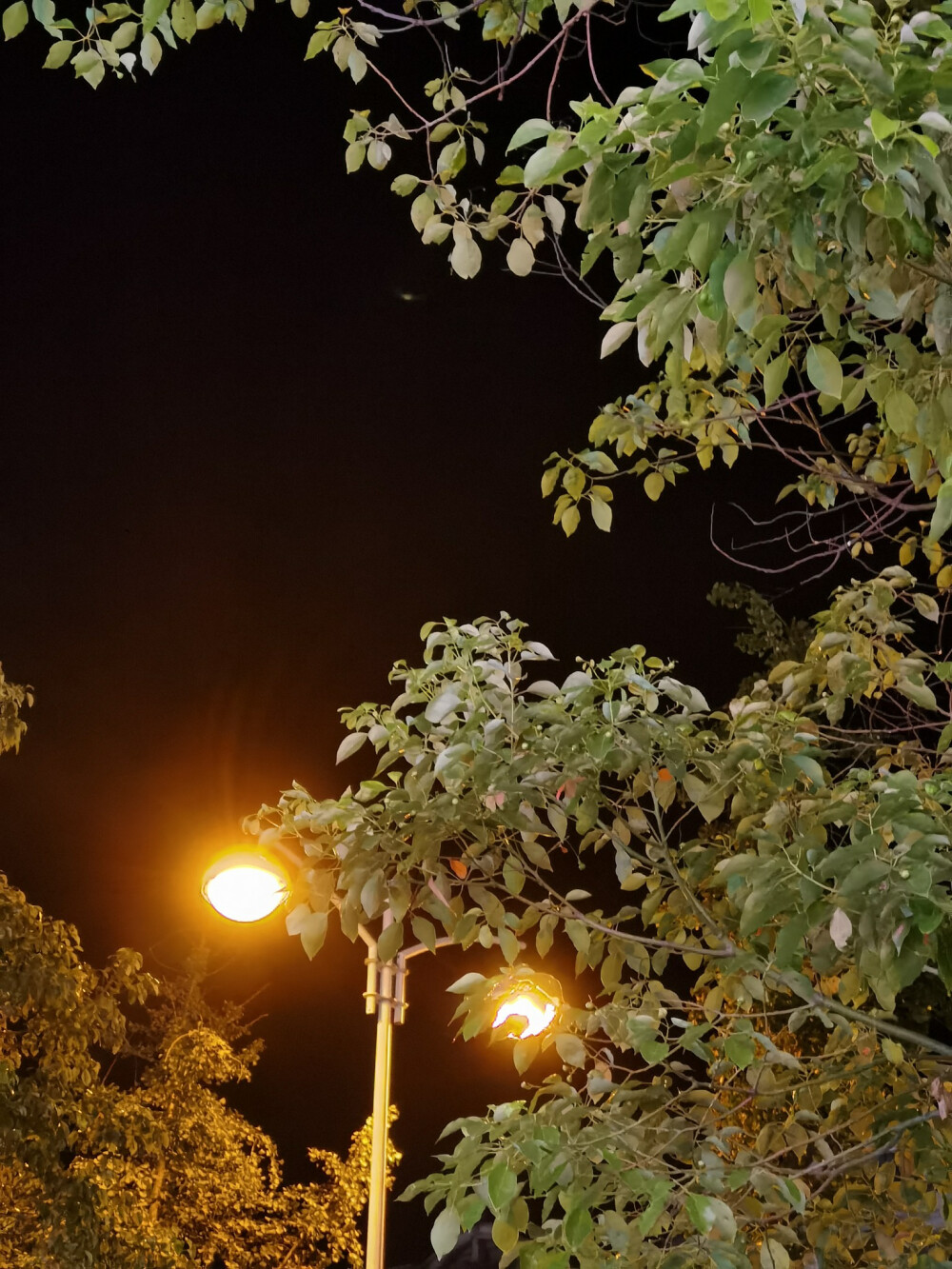 路灯和树叶