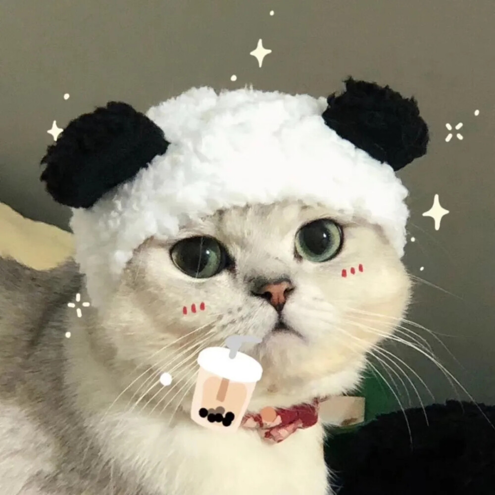 猫咪头像