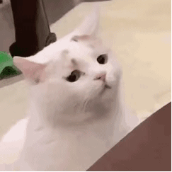 沙雕猫gif