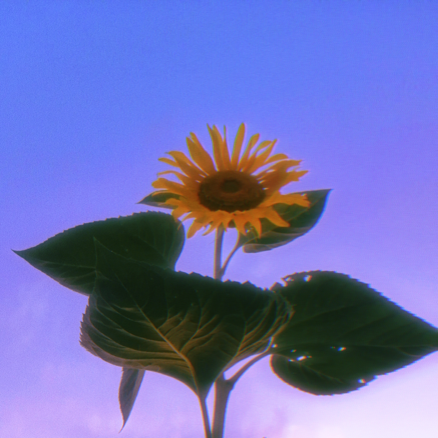 向日葵背景图手机壁纸 堆糖 美图壁纸兴趣社区