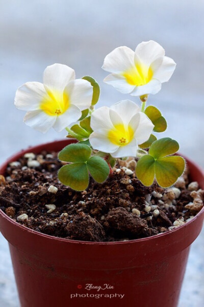 花果物语 堆糖 美图壁纸兴趣社区