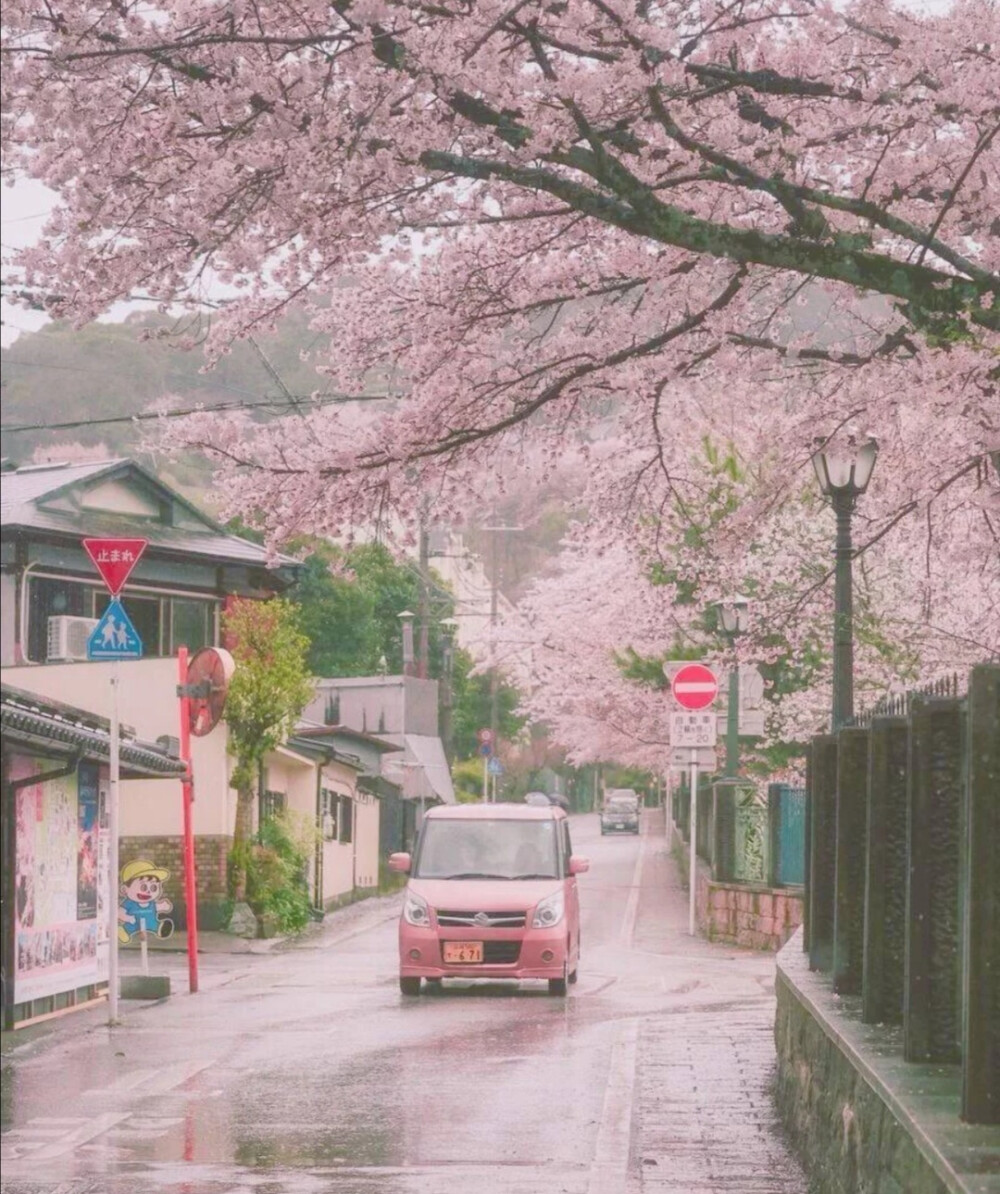 日本樱花壁纸