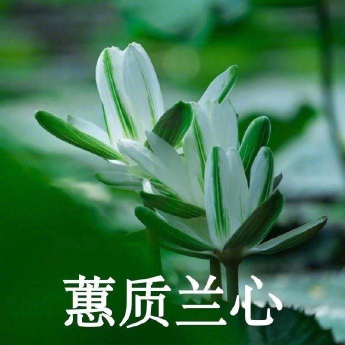 好运莲莲