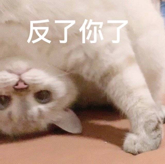 猫猫表情包 反了你了