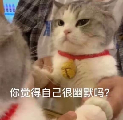 猫猫表情包 你觉得自己很幽默吗