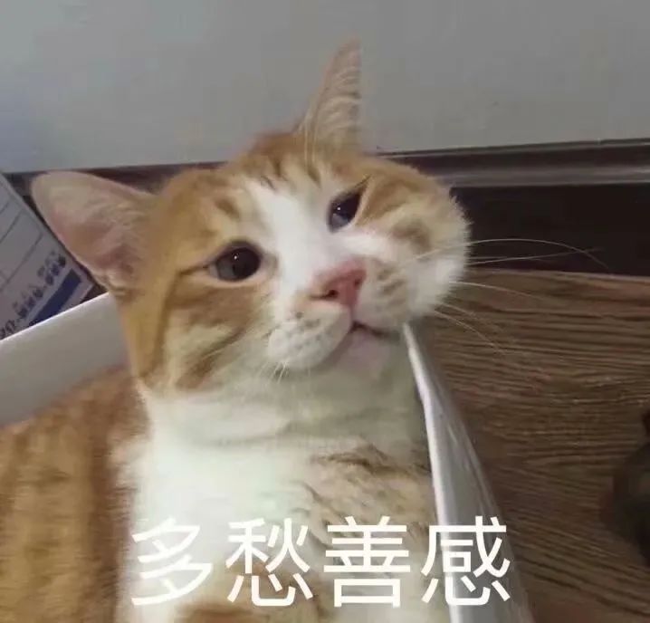 表情包猫