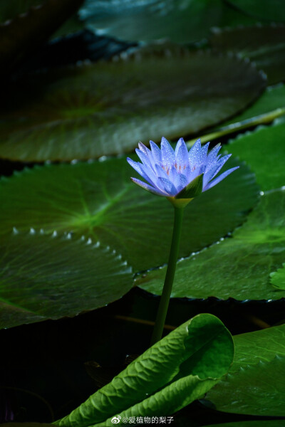 情头蓝莲花