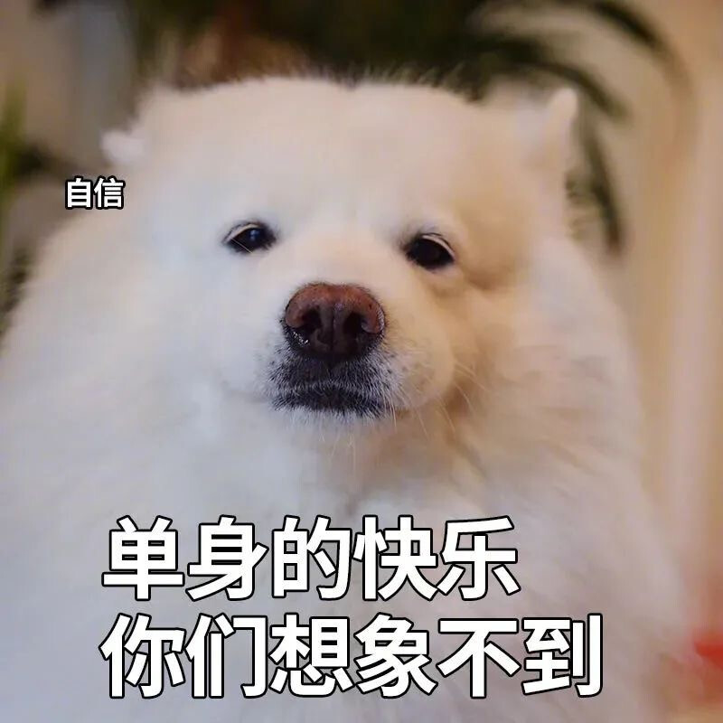 狗狗表情包单身的快乐你们想象不到