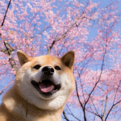 shiba