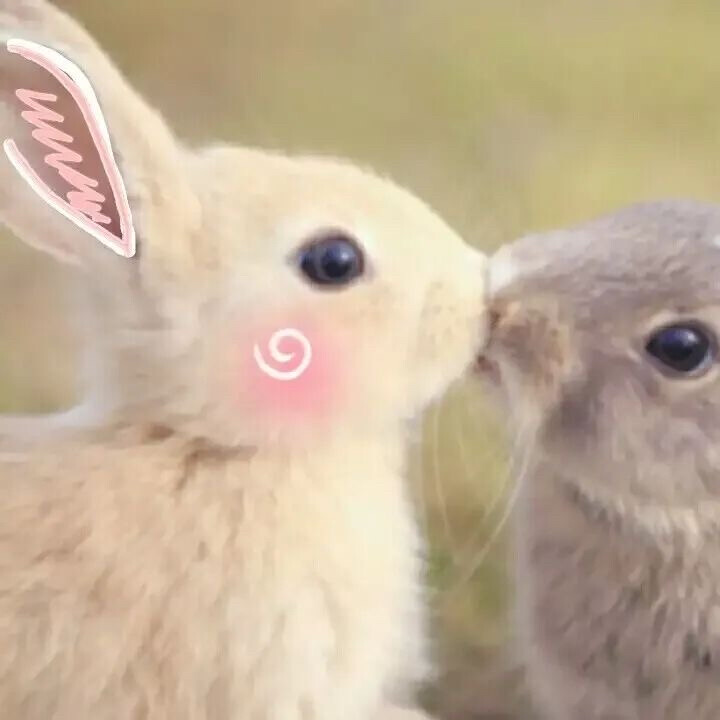 兔兔情侣闺蜜头像呆萌可爱蹦星人