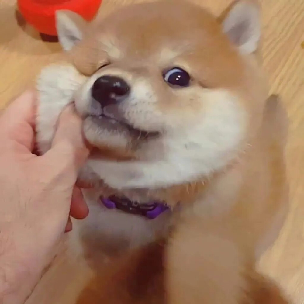 狗狗情侣头像捏脸