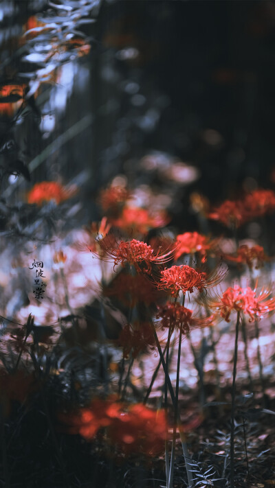 石蕊花彼岸花 - 堆糖,美图壁纸兴趣社区